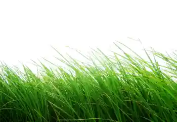 Foto-effetti della categoria Vari № 101116