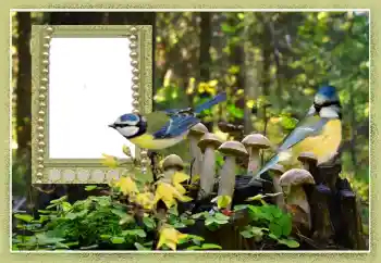 Foto-effetti della categoria Vari № 102602 Foto-effetti della categoria Vari № 102602