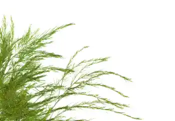 Foto-effetti della categoria Vari № 114378