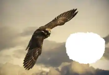 Foto-effetti della categoria Vari № 114515 Foto-effetti della categoria Vari № 114515