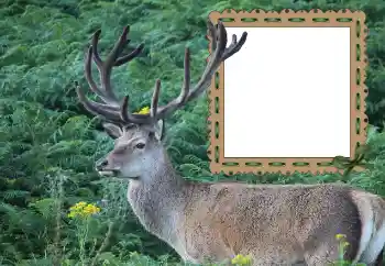 Foto-effetti della categoria Vari № 121049 Foto-effetti della categoria Vari № 121049