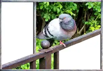 Foto-effetti della categoria Vari № 127181