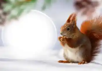 Foto-effetti della categoria Vari № 128568 Foto-effetti della categoria Vari № 128568