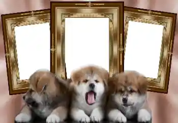 Foto-effetti della categoria Vari № 130156 Foto-effetti della categoria Vari № 130156