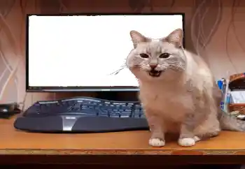 Foto-effetti della categoria Vari № 130940