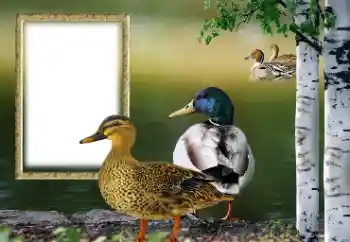 Foto-effetti della categoria Vari № 132884