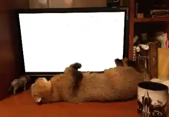 Foto-effetti della categoria Vari № 141110