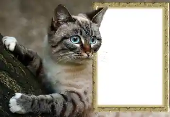 Foto-effetti della categoria Vari № 145118 Foto-effetti della categoria Vari № 145118