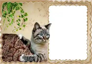 Foto-effetti della categoria Vari № 150513