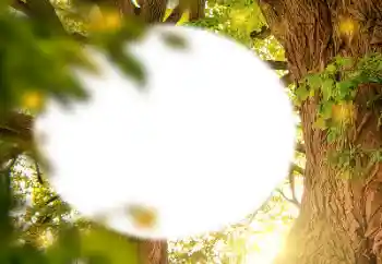 Foto-effetti della categoria Vari № 157231 Foto-effetti della categoria Vari № 157231