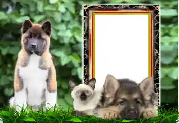 Foto-effetti della categoria Vari № 167876