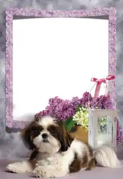 Foto-effetti della categoria Vari № 169260 Foto-effetti della categoria Vari № 169260