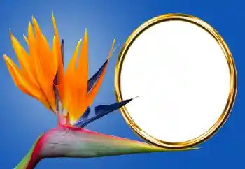 Foto-effetti della categoria Vari № 170605