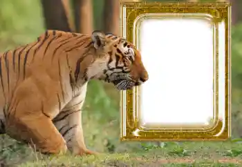 Foto-effetti della categoria Vari № 176575 Foto-effetti della categoria Vari № 176575