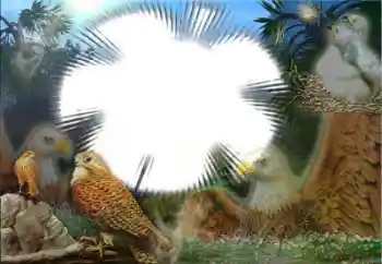 Foto-effetti della categoria Vari № 22183