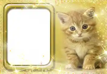 Foto-effetti della categoria Vari № 3412