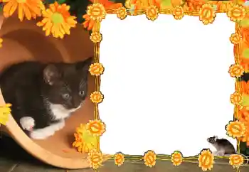 Foto-effetti della categoria Vari № 36235