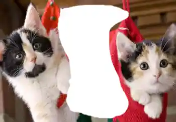 Foto-effetti della categoria Vari № 37160