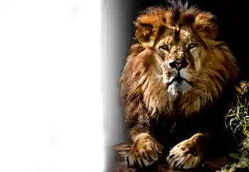 Foto-effetti della categoria Vari № 37239