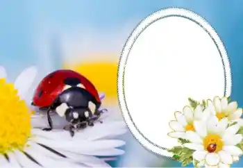 Foto-effetti della categoria Vari № 40356