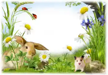 Foto-effetti della categoria Vari № 50899