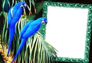 Foto-effetti della categoria Vari № 60137