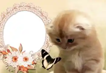 Foto-effetti della categoria Vari № 60142