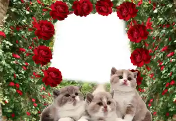 Foto-effetti della categoria Vari № 60206