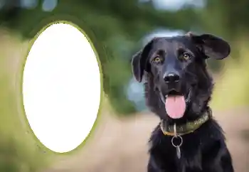 Foto-effetti della categoria Vari № 68649