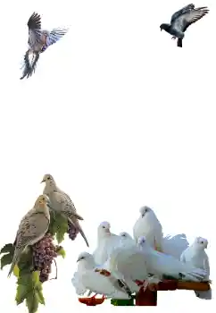 Foto-effetti della categoria Vari № 81632