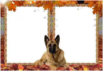 Foto-effetti della categoria Vari № 8477