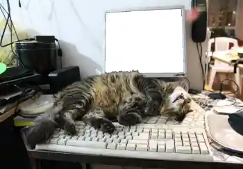 Foto-effetti della categoria Vari № 93455 Foto-effetti della categoria Vari № 93455