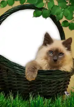 Foto-effetti della categoria Vari № 9561