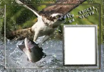 Foto-effetti della categoria Cornici da uomo № 88119. Scrittura sulla cornice: Pesca