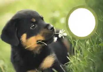 Scrittura sulla cornice: Felice Anno Nuovo