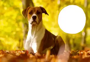 Foto-effetti della categoria Cartoline per Capodanno № 68757