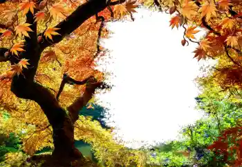 Foto-effetti della categoria Autunno № 127046