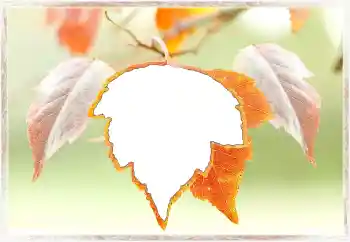 Foto-effetti della categoria Autunno № 145072