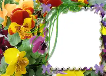 Foto-effetti della categoria Primavera № 983