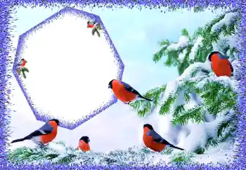 Foto-effetti della categoria Inverno № 105588