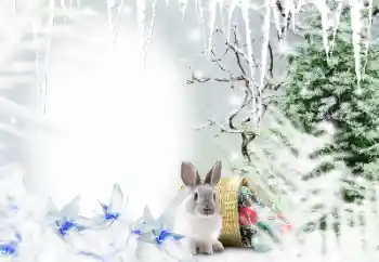 Foto-effetti della categoria Inverno № 128650