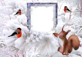 Foto-effetti della categoria Inverno № 160607