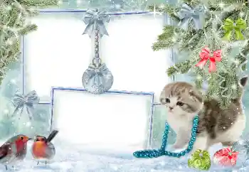 Foto-effetti della categoria Inverno № 38960