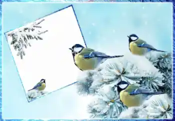 Foto-effetti della categoria Inverno № 87962