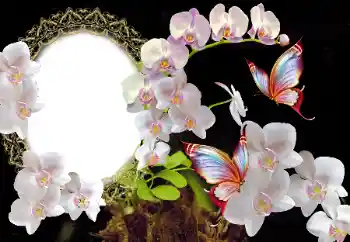 Foto-effetti della categoria Cornici da donna № 117349