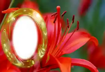 Foto-effetti della categoria Cornici da donna № 126945