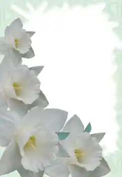 Foto-effetti della categoria Cornici da donna № 13900