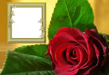 Foto-effetti della categoria Cornici da donna № 157088