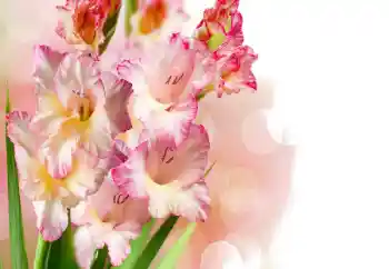 Foto-effetti della categoria Cornici da donna № 158438