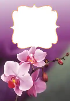 Foto-effetti della categoria Cornici da donna № 160699